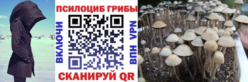 Псилоцибиновые грибы Psilocybine cubensis Кадников